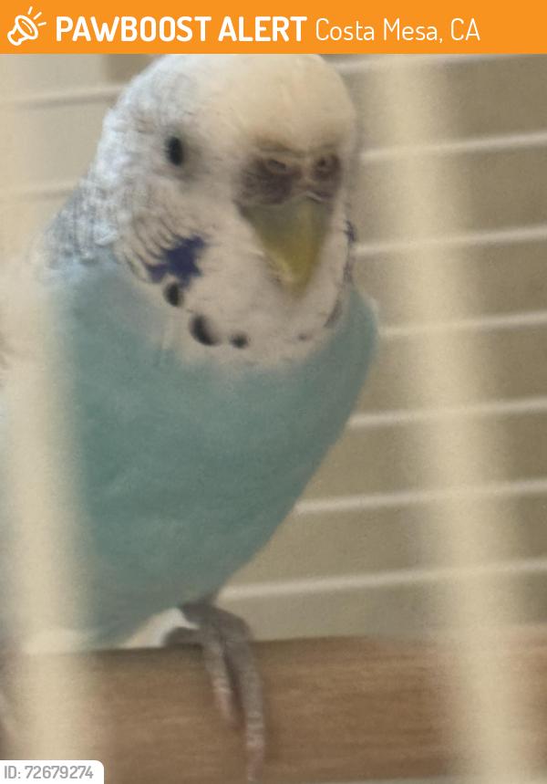 Found/Stray Unknown Bird last seen Baker in Fairview, Costa Mesa, CA 92626