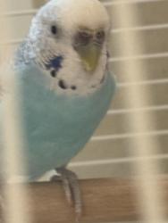 Found/Stray Unknown Bird last seen Baker in Fairview, Costa Mesa, CA 92626