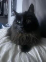 Lost Male Cat last seen Near 8120 110th St E, Puyallup, WA 98373
