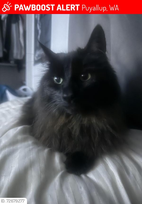Lost Male Cat last seen Near 8120 110th St E, Puyallup, WA 98373