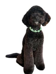 Lost Male Dog last seen hulen bend blvd and shulen street by the movie theatre , Fort Worth, TX 76132