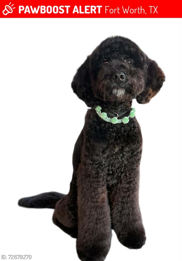 Lost Male Dog last seen hulen bend blvd and shulen street by the movie theatre , Fort Worth, TX 76132