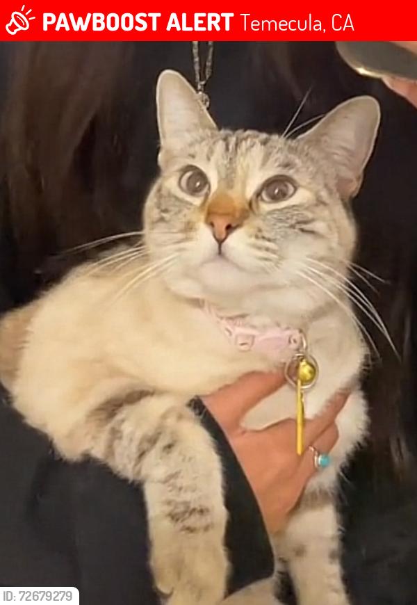 Lost Female Cat last seen Wedge Way , Temecula, CA 92591