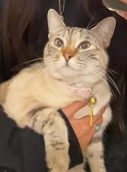 Lost Female Cat last seen Wedge Way , Temecula, CA 92591