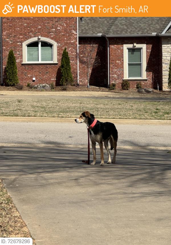 Found/Stray Unknown Dog last seen Highland Park Dr in Riley Farm, Fort Smith, AR 72916