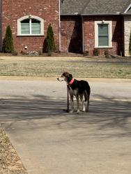 Found/Stray Unknown Dog last seen Highland Park Dr in Riley Farm, Fort Smith, AR 72916
