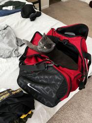 Lost Male Cat last seen Big rig friendly rv park, West Columbia, SC 29172