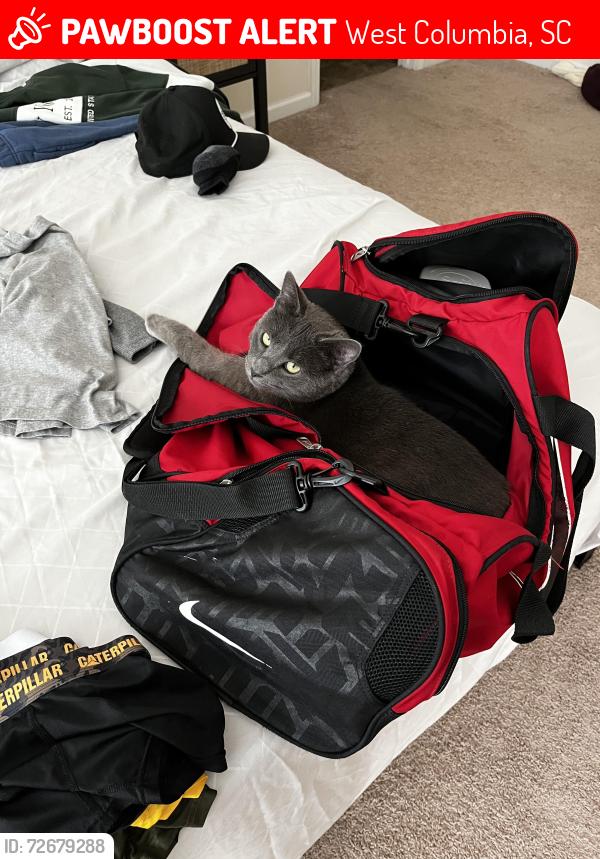 Lost Male Cat last seen Big rig friendly rv park, West Columbia, SC 29172