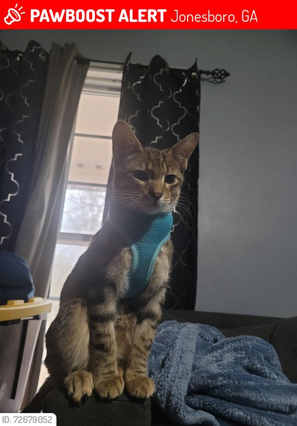 Lost Male Cat last seen Tara blvd and Camelot, valley hill and sir galahad, Jonesboro, GA 30236