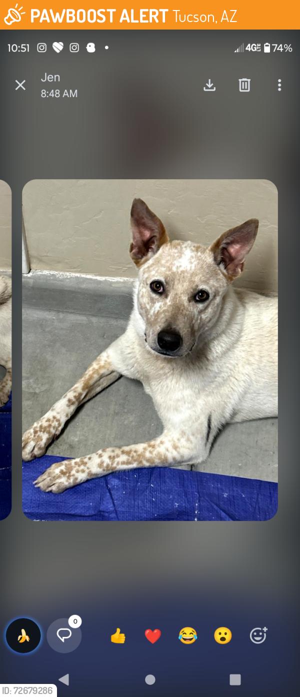 Found/Stray Male Dog last seen Pantano Parkway and Golflinks, Tucson, AZ 85730