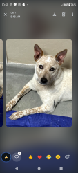 Found/Stray Male Dog last seen Pantano Parkway and Golflinks, Tucson, AZ 85730