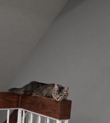 Lost Female Cat last seen Near ave glendalel, Glendale, AZ 85301