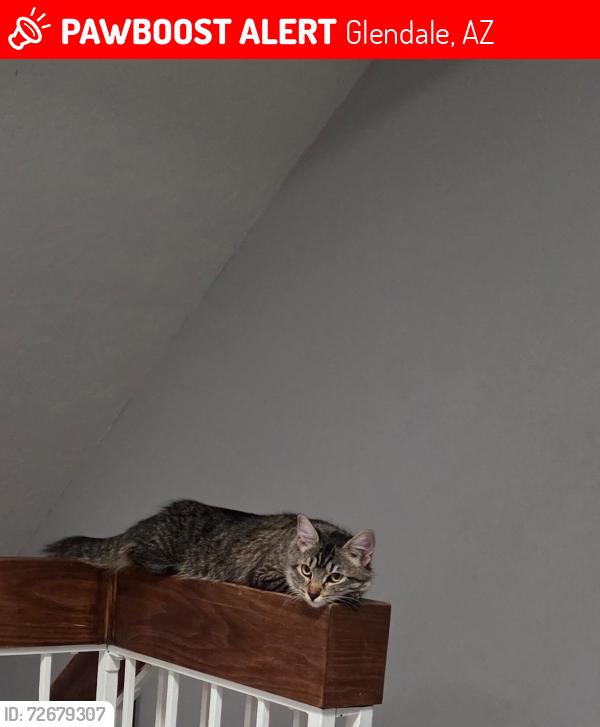 Lost Female Cat last seen Near ave glendalel, Glendale, AZ 85301