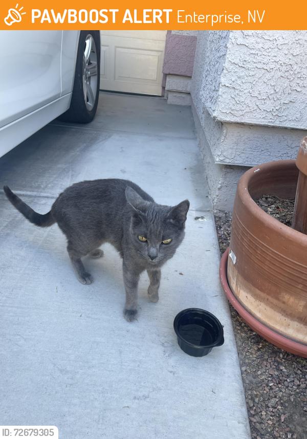 Found/Stray Unknown Cat last seen The courtyards el dorado st , Enterprise, NV 89139