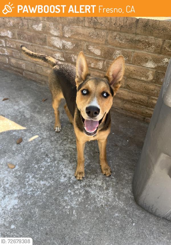 Found/Stray Female Dog last seen West and Ashlan, Fresno, CA 93705