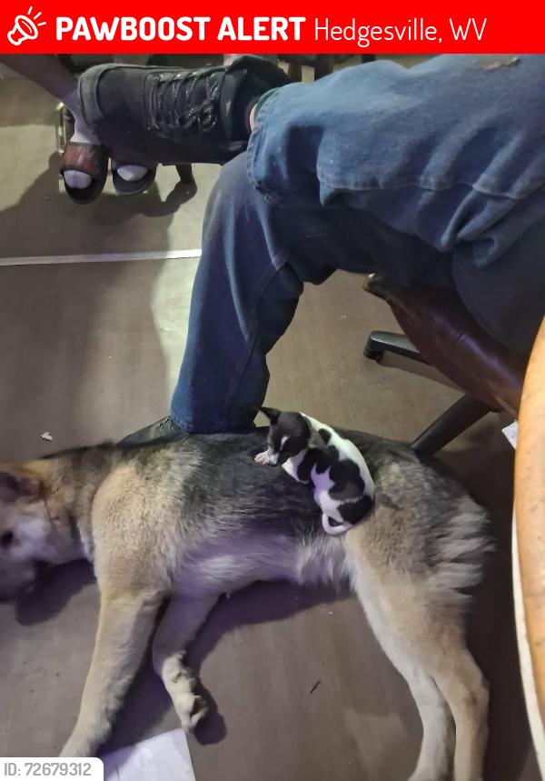 Lost Female Dog last seen Fox hollow , Hedgesville, WV 25427