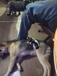 Lost Female Dog last seen Fox hollow , Hedgesville, WV 25427