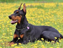Lost Female Dog last seen International and 14th, Oakland, CA 93601