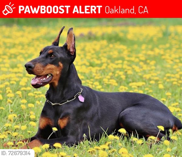 Lost Female Dog last seen International and 14th, Oakland, CA 93601