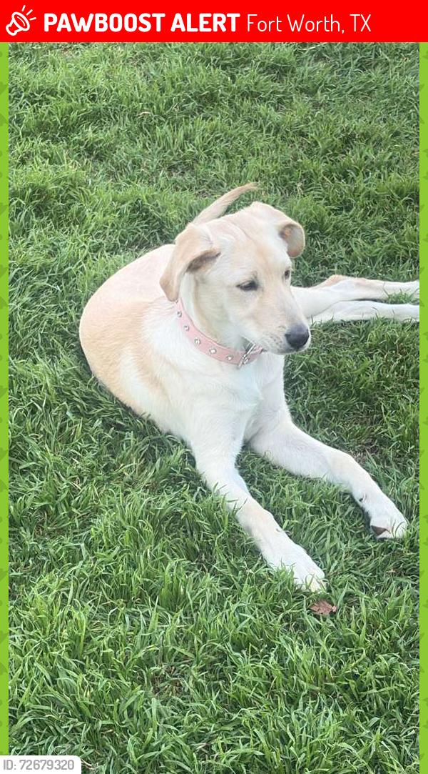 Lost Female Dog last seen Near Taxco rd Fort Worth , Fort Worth, TX 76116