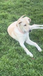 Lost Female Dog last seen Near Taxco rd Fort Worth , Fort Worth, TX 76116