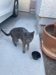 Found/Stray Unknown Cat last seen The courtyards El Dorado st , Enterprise, NV 89139