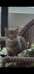 Found/Stray Male Cat last seen Karstridge dr, Smyrna, TN 37167