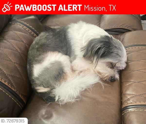 Lost Male Dog last seen Near N Holland Ave and W 20th ST, Mission, TX 78572