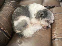 Lost Male Dog last seen Near N Holland Ave and W 20th ST, Mission, TX 78572