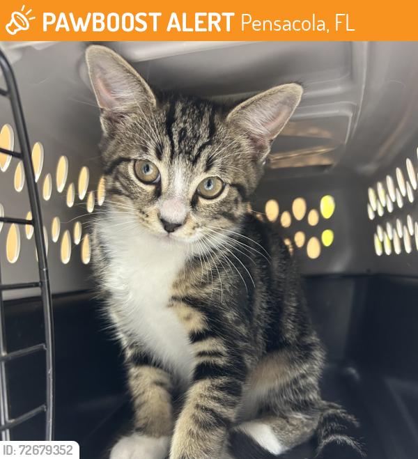 Found/Stray Male Cat last seen behind dumpster at chapins apts, Pensacola, FL 32504