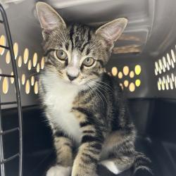 Found/Stray Male Cat last seen behind dumpster at chapins apts, Pensacola, FL 32504