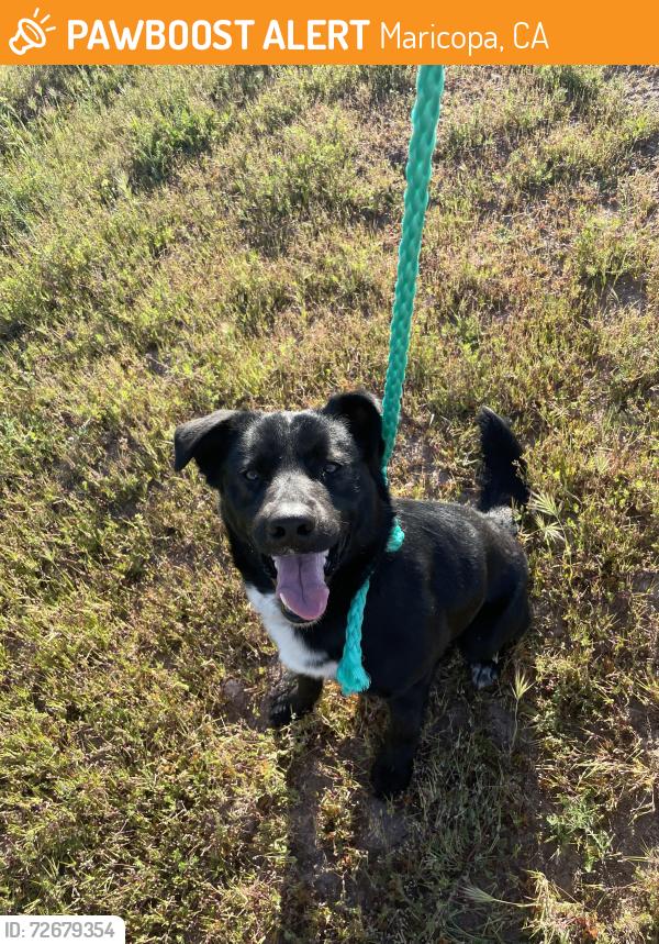 Found/Stray Male Dog last seen Bitter Creek National Wildlife Refuge, Maricopa, CA 93252