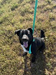 Found/Stray Male Dog last seen Bitter Creek National Wildlife Refuge, Maricopa, CA 93252