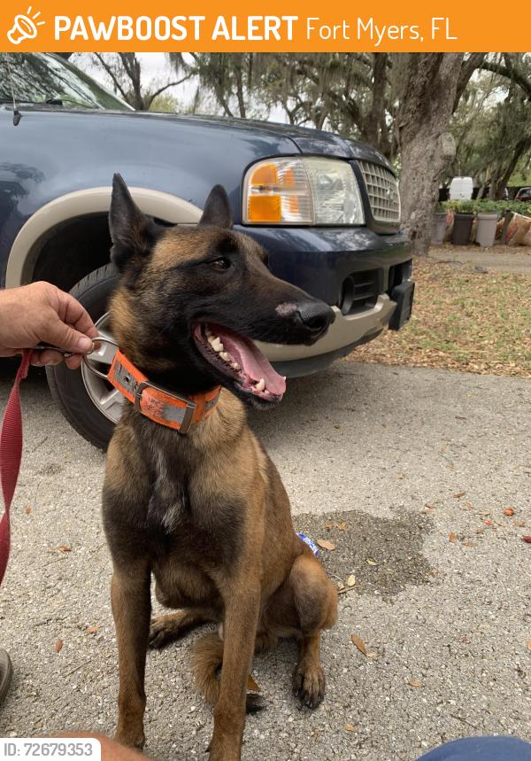 Found/Stray Male Dog last seen Bigelow road, Fort Myers, FL 33905