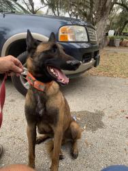 Found/Stray Male Dog last seen Bigelow road, Fort Myers, FL 33905