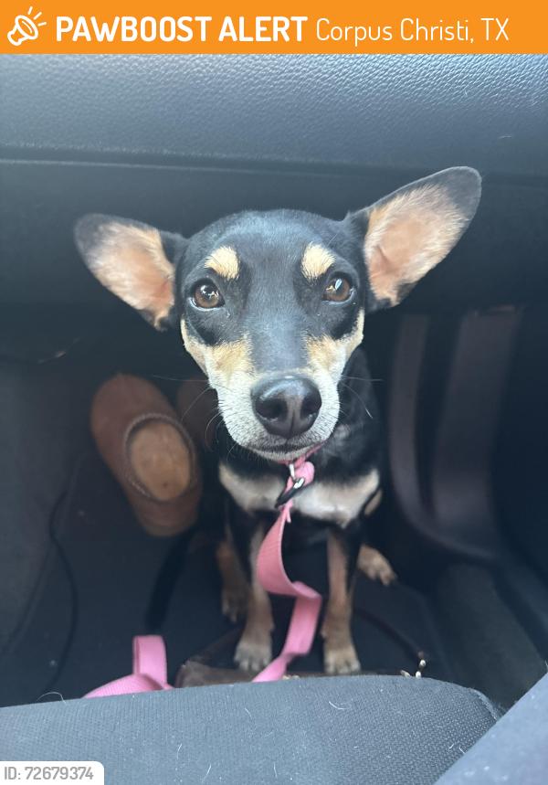 Found/Stray Female Dog last seen Corpus christi, Corpus Christi, TX 78412