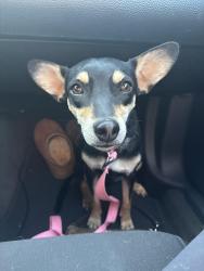 Found/Stray Female Dog last seen Corpus christi, Corpus Christi, TX 78412