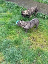 Found/Stray Unknown Dog last seen 4th ave , Parkland, WA 98445