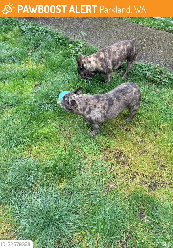 Found/Stray Unknown Dog last seen 4th ave , Parkland, WA 98445