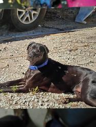 Lost Male Dog last seen Homosassa trail , Homosassa, FL 34448