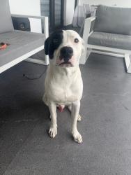 Found/Stray Male Dog last seen south miami heights elementary, Miami-Dade County, FL 33177