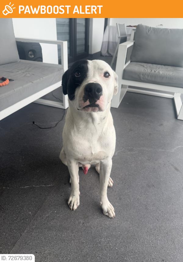 Found/Stray Male Dog last seen south miami heights elementary, Miami-Dade County, FL 33177