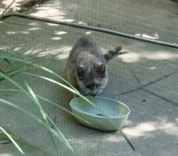 Found/Stray Unknown Cat last seen Winding Way and Kenneth , Fair Oaks, CA 95628