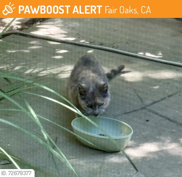 Found/Stray Unknown Cat last seen Winding Way and Kenneth , Fair Oaks, CA 95628