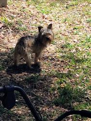Found/Stray Male Dog last seen One block from the Golden corral, Marion County, FL 34481