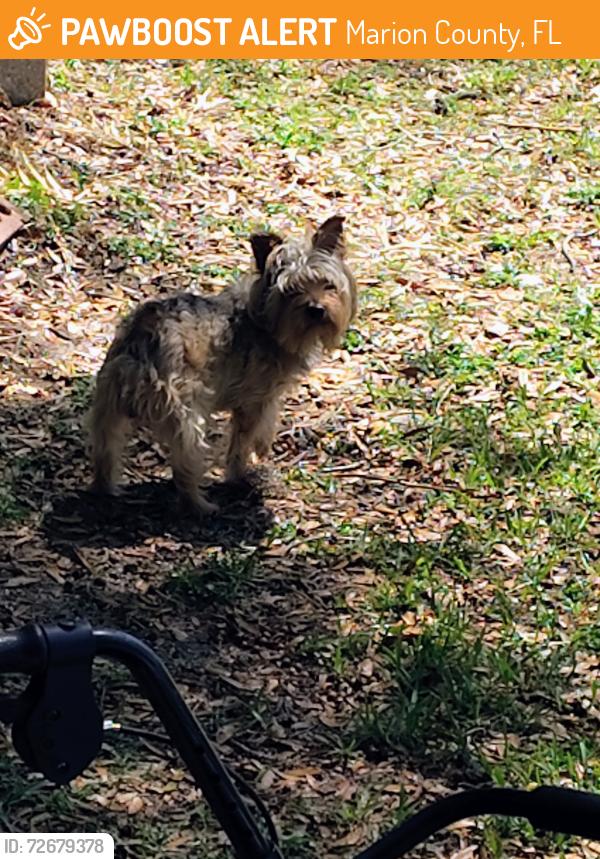 Found/Stray Male Dog last seen One block from the Golden corral, Marion County, FL 34481