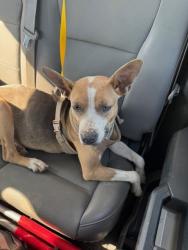 Shelter Stray Female Dog last seen CHESTER AVE / W COLUMBUS ST, BAKERSFIELD CA, Bakersfield, CA 93307