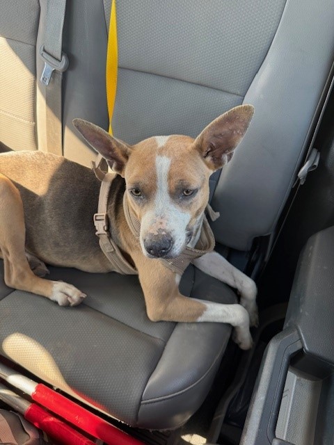 Shelter Stray Female Dog last seen CHESTER AVE / W COLUMBUS ST, BAKERSFIELD CA, Bakersfield, CA 93307