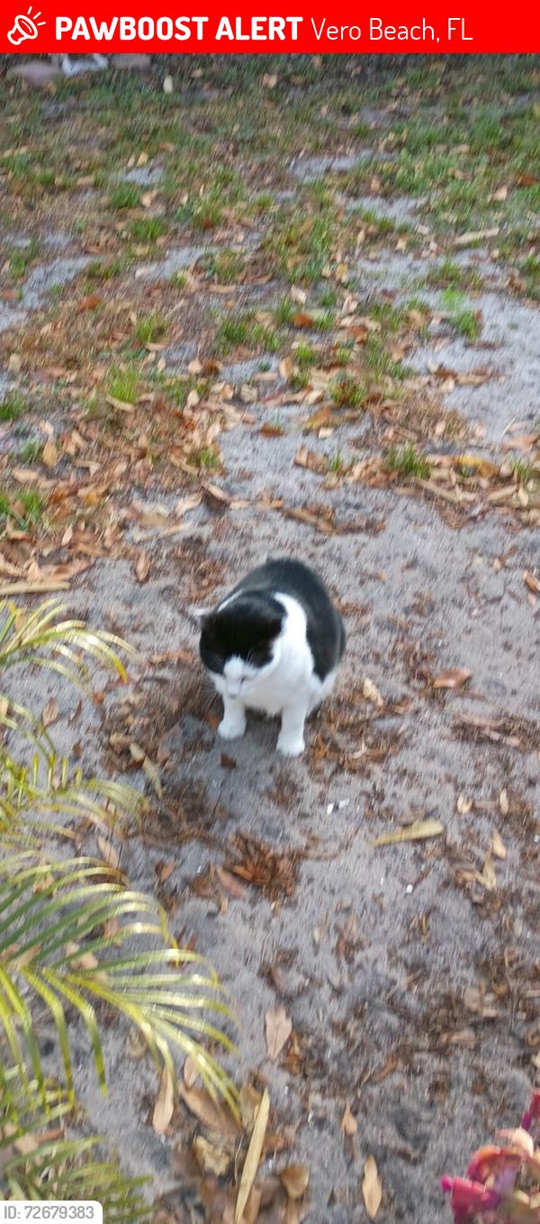 Lost Male Cat last seen 28th and 22nd PL, Vero Beach, FL 32960