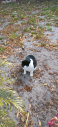 Lost Male Cat last seen 28th and 22nd PL, Vero Beach, FL 32960